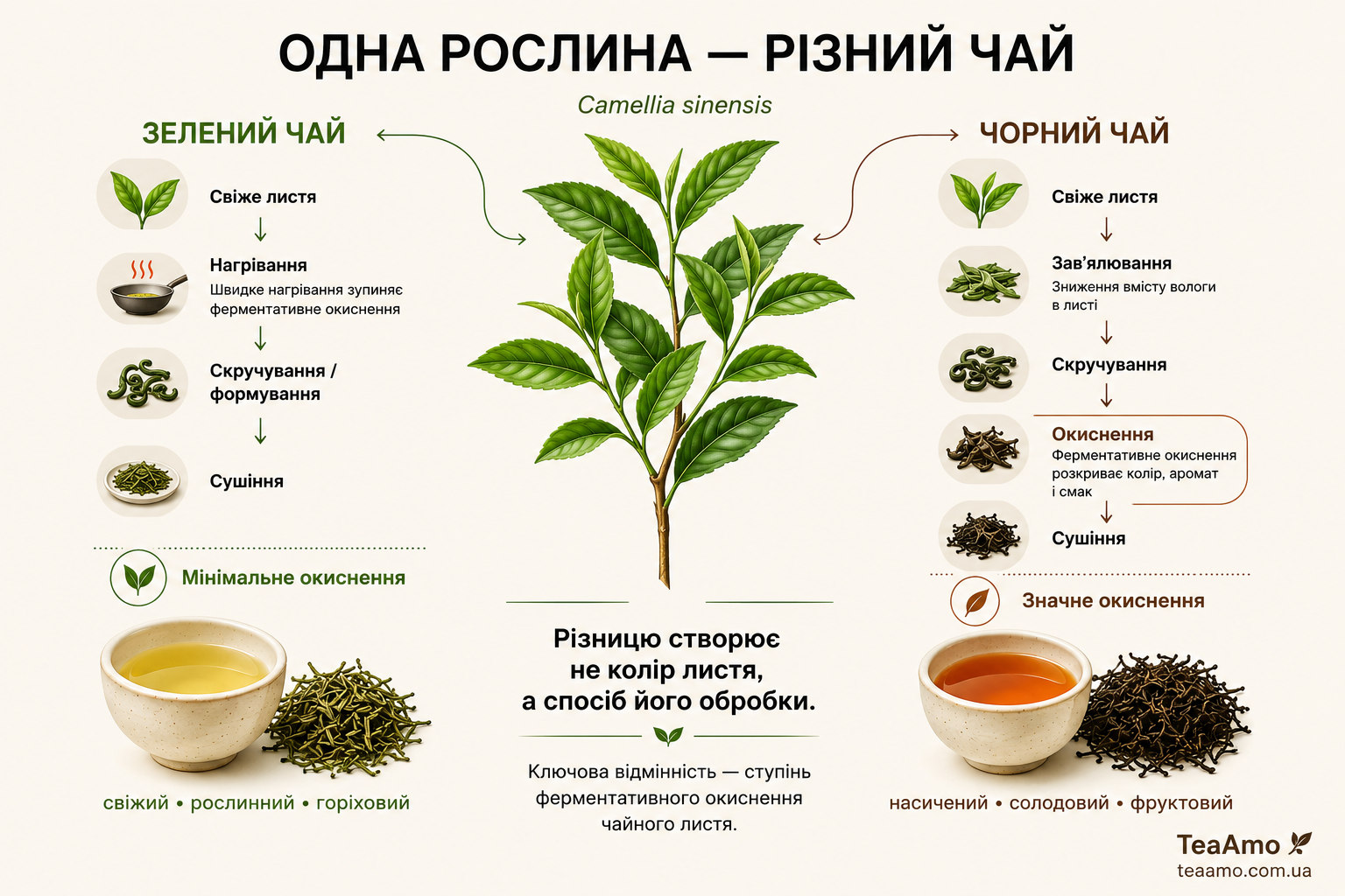 Чим зелений чай відрізняється від чорного — схема обробки чайного листя
